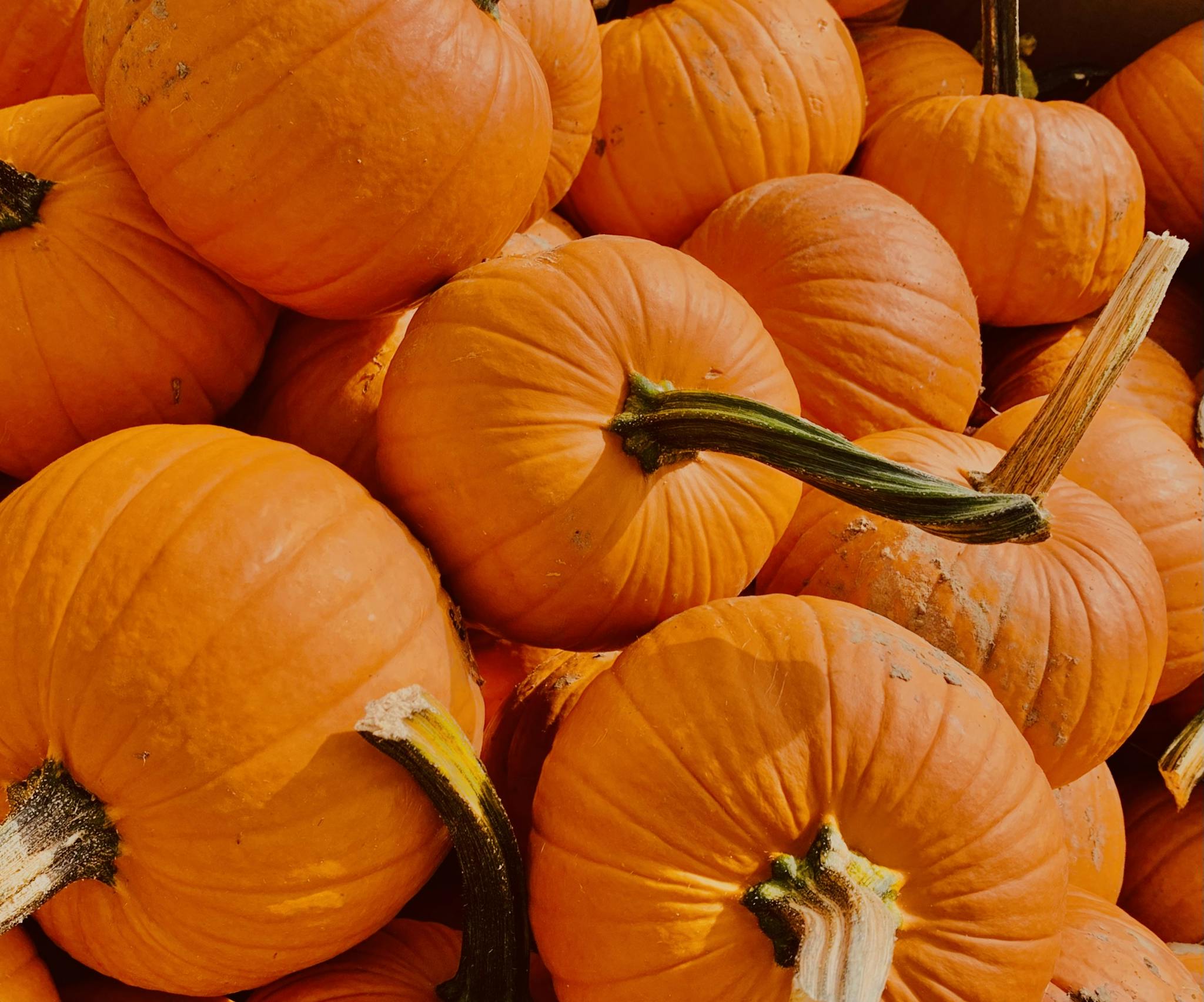 Close-up of bright orange pumpkins piled in a festive autumn patch.