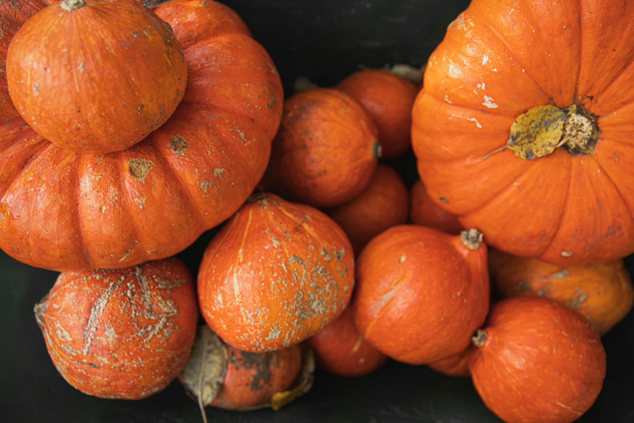 Close-up view of various pumpkins in a harvest patch, perfect for fall themes and seasonal decor.