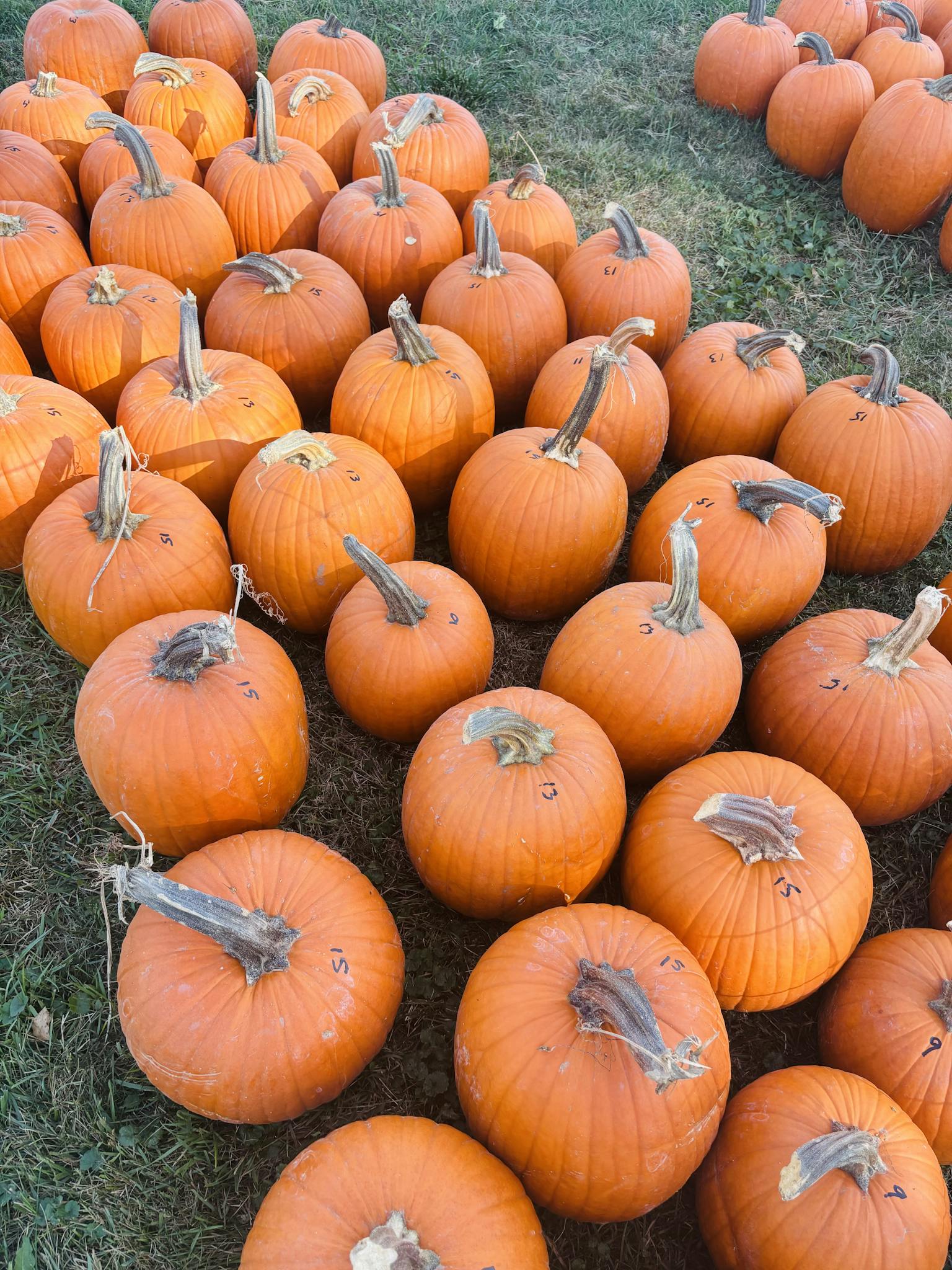 Freshly harvested pumpkins in a field, symbolizing fall harvest in Davenport.